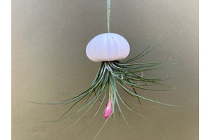 Jellyfish decoration with tillandsia