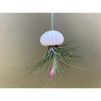 Qualle mit Tillandsie