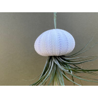 Qualle mit Tillandsie