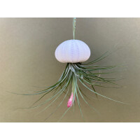 Qualle mit Tillandsie