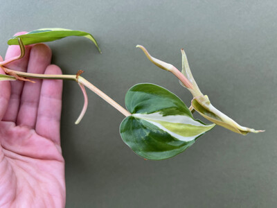 Philodendron Cream Splash Cutting