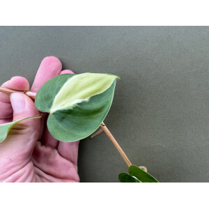 Philodendron Cream Splash Ableger