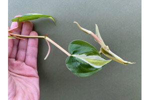 Philodendron Cream Splash Cutting