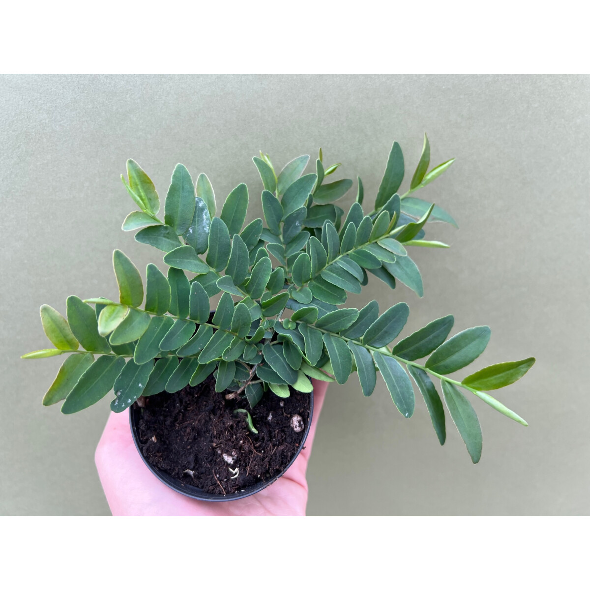 Marcgravia spec. Panama 