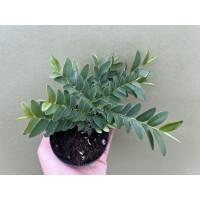 Marcgravia spec. Panama 