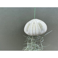 Qualle mit Lousianamoos grün