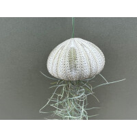 Qualle mit Lousianamoos grün