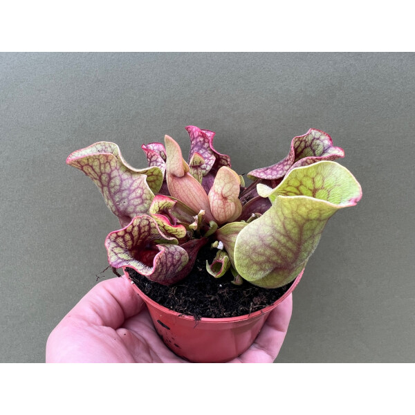 Sarracenia Purpurea, 10,50