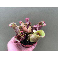 Sarracenia Purpurea