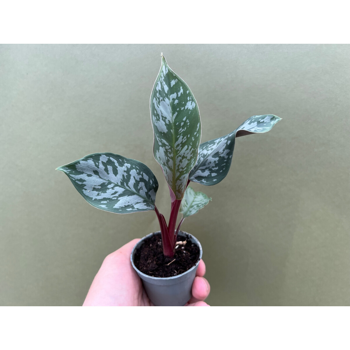 Apoballis Acuminatissima Lavalle selten