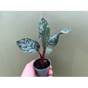 Apoballis Acuminatissima Lavalle selten