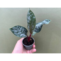 Apoballis Acuminatissima Lavalle selten