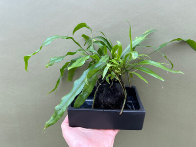 Microsorum diversifolium with Lavastone