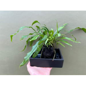 Microsorum diversifolium auf Lavastein