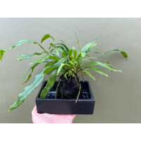 Microsorum diversifolium auf Lavastein