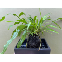 Microsorum diversifolium auf Lavastein