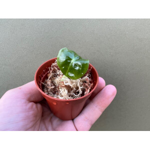 Alocasia Purple Veins Babyplant