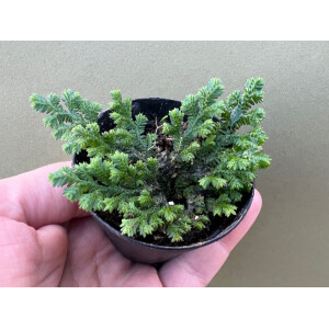 Selaginella spec.  Bahia Solano Colombia