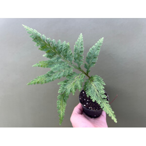 Selaginella spec. Bocas del Toro