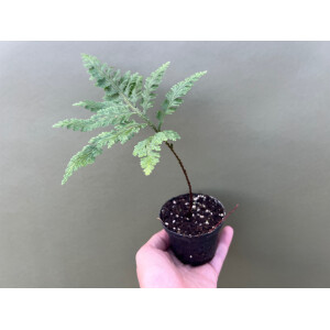 Selaginella spec. Bocas del Toro