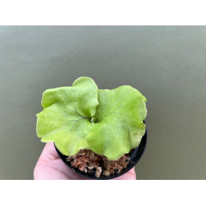 Platycerium ridleyi selten