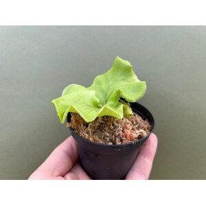 Platycerium ridleyi selten