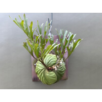 Platycerium ridleyi selten