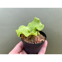 Platycerium ridleyi selten