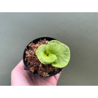 Platycerium ridleyi selten