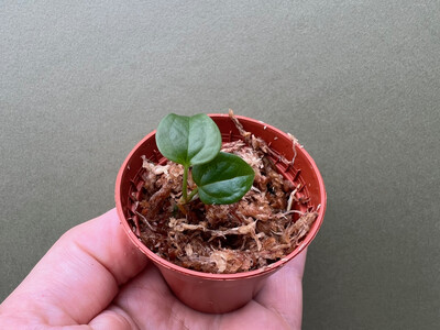 Anthurium Queen of Hearts Babyplant