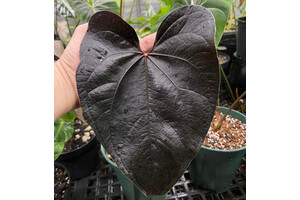 Anthurium Queen of Hearts Babyplant