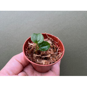 Anthurium Queen of Hearts Babyplant