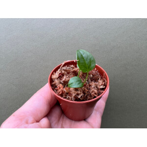 Anthurium Queen of Hearts Babyplant