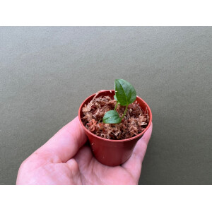 Anthurium Queen of Hearts Babyplant