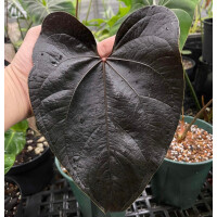 Anthurium Queen of Hearts Babyplant