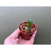 Anthurium Queen of Hearts Babyplant