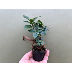 Ficus microcarpa Ginseng