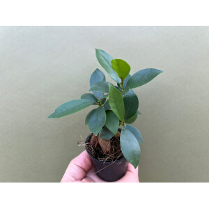 Ficus microcarpa Ginseng