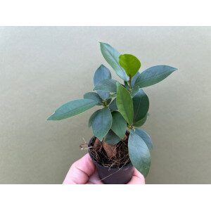 Ficus microcarpa Ginseng