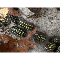Armadillidium gestroi