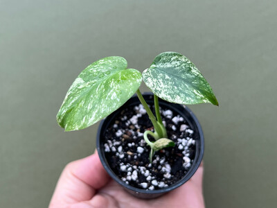 Monstera deliciosa mint variegata Babyplant