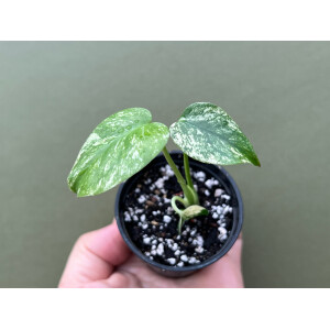 Monstera deliciosa mint variegata Babyplant