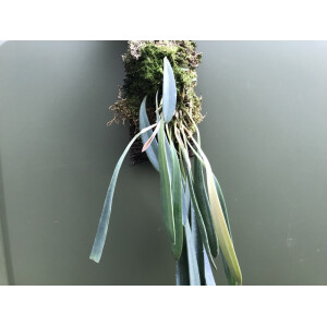 Angebot Masdevallia caesia