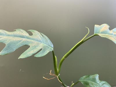 Philodendron elegans Ableger