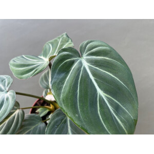 Philodendron gloriosum