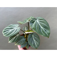 Philodendron gloriosum