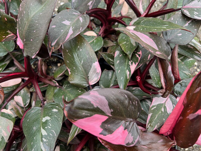 Philodendron Pink Princess Marble L