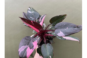 Philodendron Pink Princess Marble L