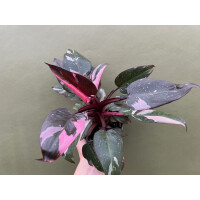 Philodendron Pink Princess Marble L