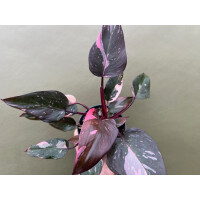 Philodendron Pink Princess Marble L